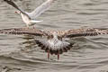 Heuglin's Gull Larus fuscus heuglini