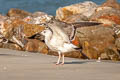 Heuglin's Gull Larus fuscus heuglini