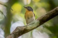 Hill Blue Flycatcher Cyornis whitei coerulifrons