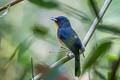 Hill Blue Flycatcher Cyornis whitei whitei