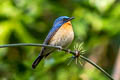 Hill Blue Flycatcher Cyornis whitei whitei