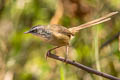 Hill Prinia Prinia atrogularis erythropleura