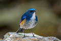 Himalayan Bluetail Tarsiger rufilatus rufilatus