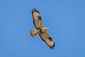 Eastern Buzzard Buteo refectus