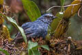 Himalayan Shortwing Brachypteryx cruralis