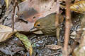 Himalayan Shortwing Brachypteryx cruralis