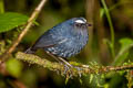 Himalayan Shortwing Brachypteryx cruralis