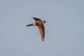 Himalayan Swiftlet Aerodramus brevirostris ssp.