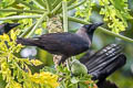 House Crow Corvus splendens insolens