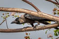 House Crow Corvus splendens insolens