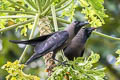 House Crow Corvus splendens insolens