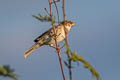 House Sparrow Passer domesticus indicus