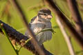 House Sparrow Passer domesticus indicus