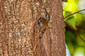 Hume's Treecreeper Certhia manipurensis shanensis