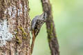 Hume's Treecreeper Certhia manipurensis shanensis