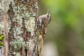 Hume's Treecreeper Certhia manipurensis shanensis