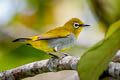 Hume's White-eye Zosterops auriventer wetmorei