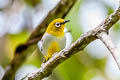 Hume's White-eye Zosterops auriventer wetmorei