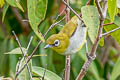 Hume's White-eye Zosterops auriventer wetmorei