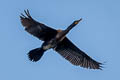 Indian Cormorant Phalacrocorax fuscicollis