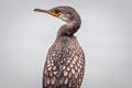 Indian Cormorant Phalacrocorax fuscicollis