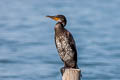 Indian Cormorant Phalacrocorax fuscicollis