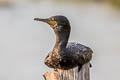 Indian Cormorant Phalacrocorax fuscicollis