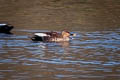 Indian Spot-billed Duck Anas poecilorhyncha haringtoni