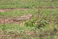 Indian Stone-curlew Burhinus indicus (Indian Thick-knee)