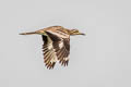 Indian Stone-curlew Burhinus indicus (Indian Thick-knee)