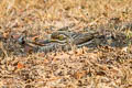 Indian Stone-curlew Burhinus indicus (Indian Thick-knee)