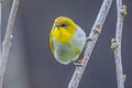 Indian White-eye Zosterops palpebrosus siamensis