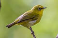 Indian White-eye Zosterops palpebrosus siamensis