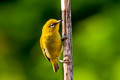 Indian White-eye Zosterops palpebrosus siamensis