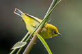 Indian White-eye Zosterops palpebrosus siamensis