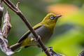 Indian White-eye Zosterops palpebrosus siamensis