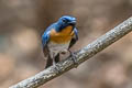 Indochinese Blue Flycatcher Cyornis sumatrensis indochina