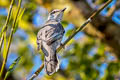 Indochinese Cuckooshrike Lalage polioptera polioptera