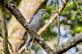 Indochinese Cuckooshrike Lalage polioptera polioptera