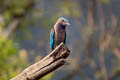 Indochinese Roller Coracias affinis (Burmese Roller, Black-billed Roller)