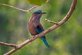 Indochinese Roller Coracias affinis (Burmese Roller, Black-billed Roller)