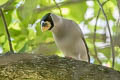 Japanese Grosbeak Eophona personata magnirostris