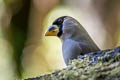 Japanese Grosbeak Eophona personata magnirostris