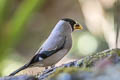 Japanese Grosbeak Eophona personata magnirostris