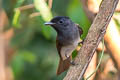 Black Paradise Flycatcher Terpsiphone atrocaudata atrocaudata (Japanese Paradise Flycatcher)