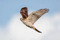 Japanese Sparrowhawk Accipiter gularis gularis