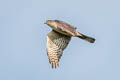 Japanese Sparrowhawk Accipiter gularis gularis