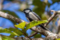 Japanese Tit Parus minor rubicolus