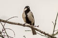 Japanese Tit Parus minor rubicolus