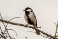 Japanese Tit Parus minor rubicolus